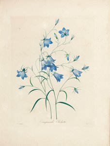 Harangvirágok a "Legszebb virágok és legszebb gyümölcsök válogatásából", 1827-33